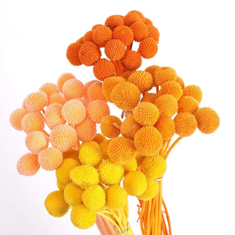 2024 Amazon The hot seller flowers dried flower preserved button flower for home/wedding/bouquet decoration