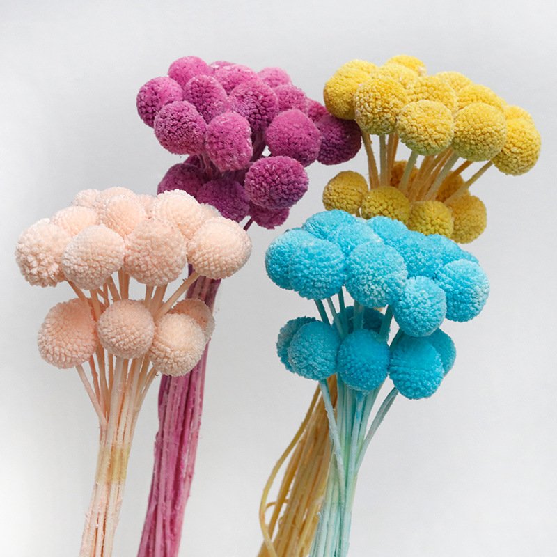 2024 Amazon The hot seller flowers dried flower preserved button flower for home/wedding/bouquet decoration
