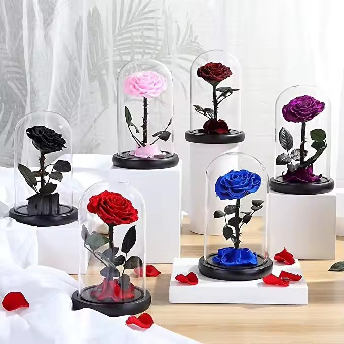 Beauty Beast Enchanted Bella Rose Preserved Flower in Glass Dome