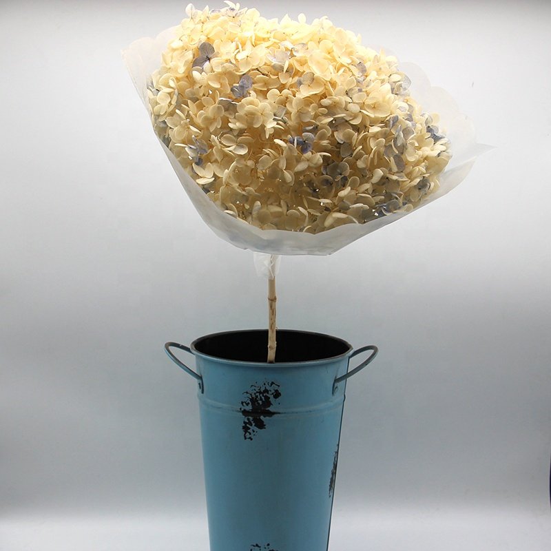 long stem dried natural preserved hydrangea flower with different colour for flower bouquet in vase