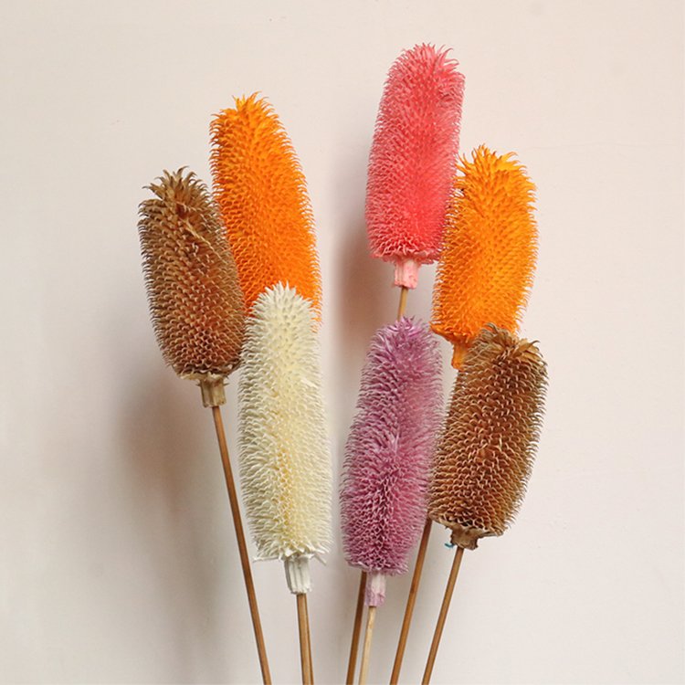 B21-X Yunnan 2023 popular nordic dried flower natural plant dipsacus sativus for home decoration