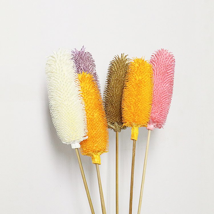 B21-X Yunnan 2023 popular nordic dried flower natural plant dipsacus sativus for home decoration