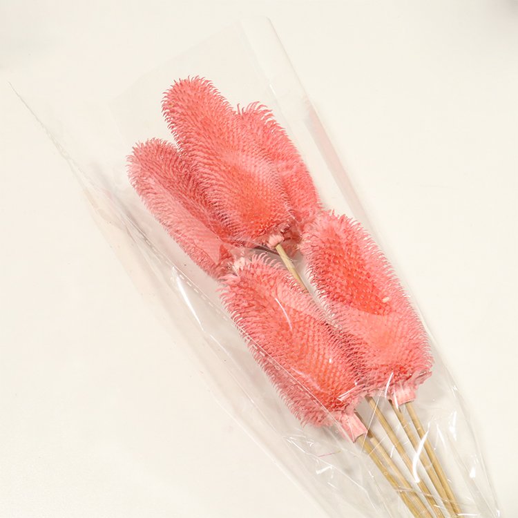 B21-X Yunnan 2023 popular nordic dried flower natural plant dipsacus sativus for home decoration