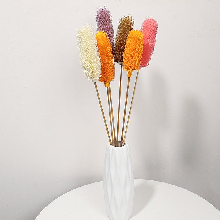 B21-X Yunnan 2023 popular nordic dried flower natural plant dipsacus sativus for home decoration