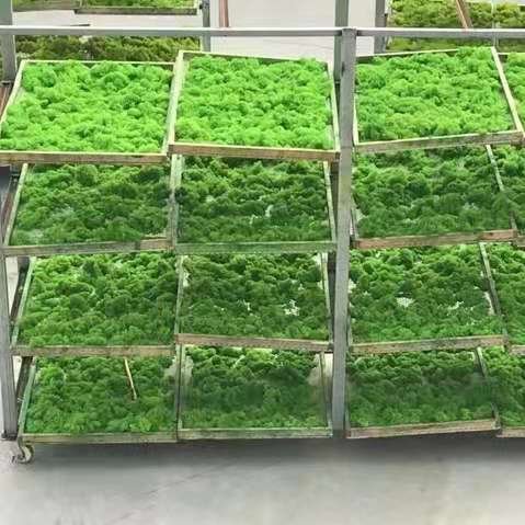 Natural Eco-friendly Eternal Panel Preserved Lichen Green Decor Moss Wall Sheet Reindeer Dried Preserved Moss Stabilized