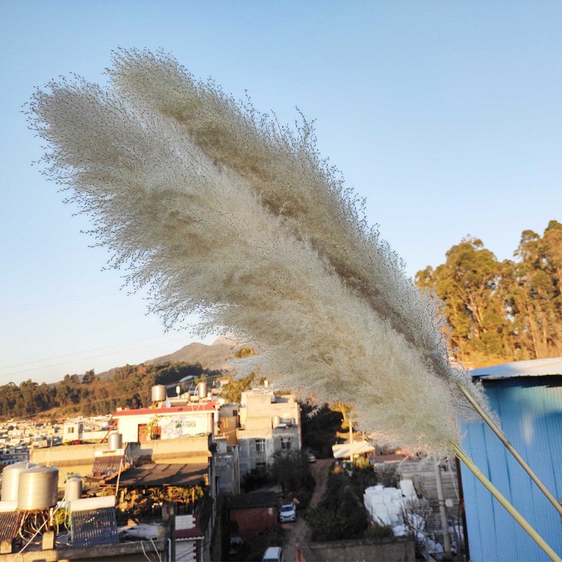 2023 new arrivals decorative flowers natural dried flowers Tall Pampas Grass