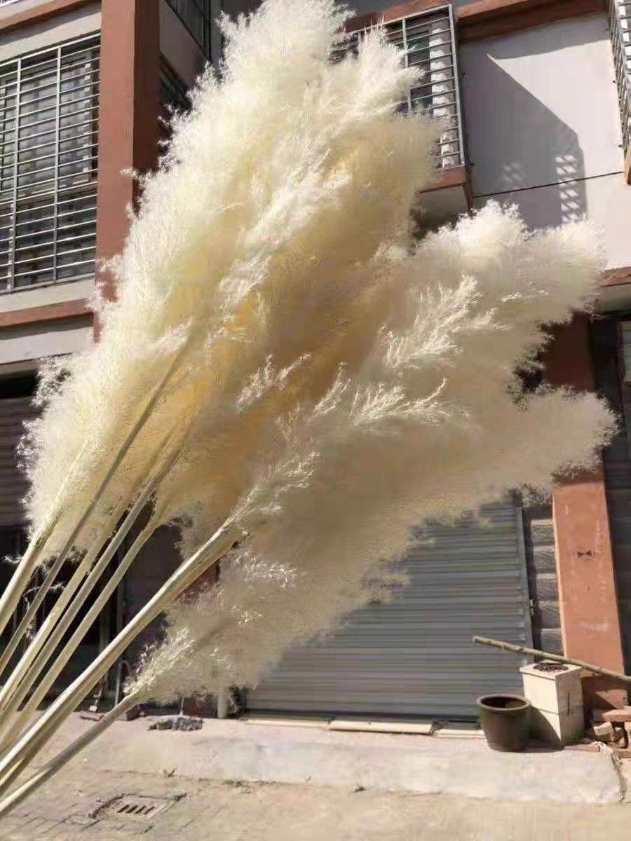 2023 new arrivals decorative flowers natural dried flowers Tall Pampas Grass