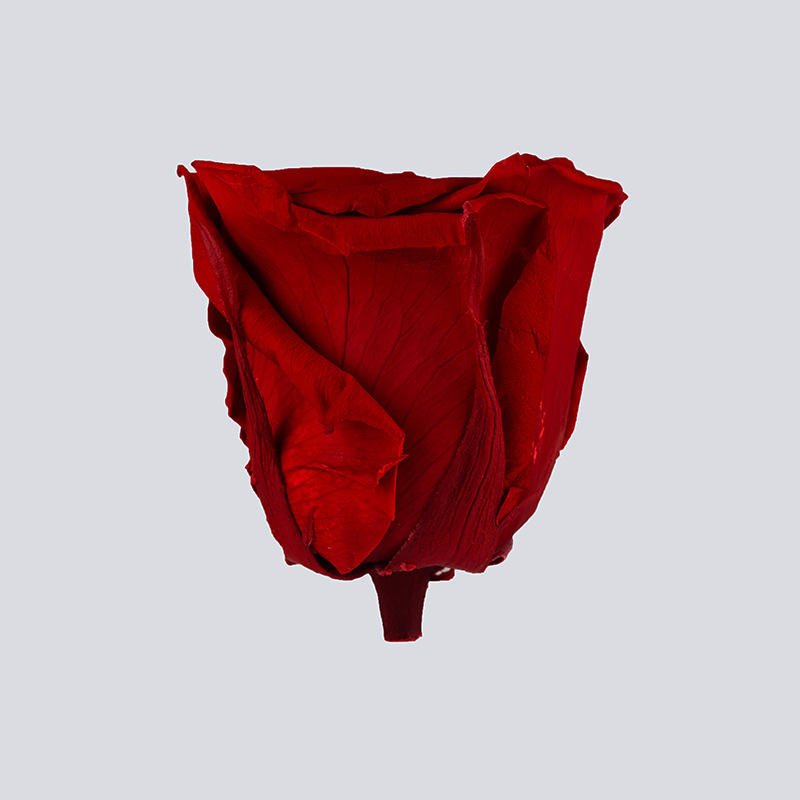 wholesale high quality Beautiful Rose Heads preserve big roses Preserved Flowers