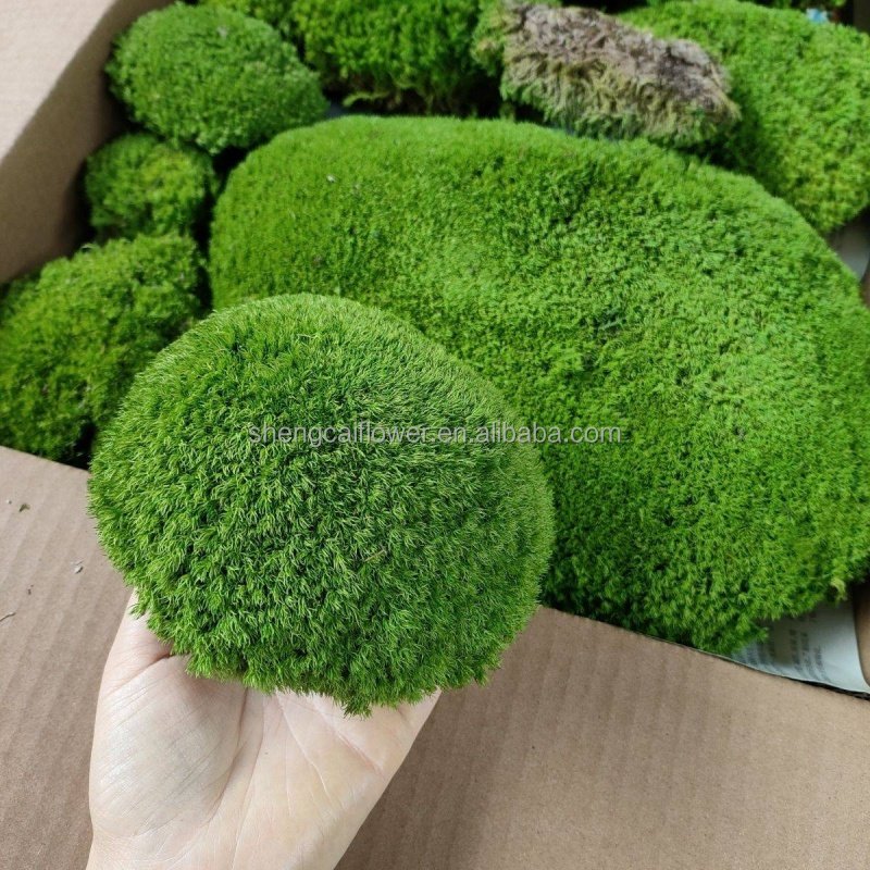 Wholesale Friendly Natural Artificial Moss Stabilized Preserved Pole Moss For Home Decoration