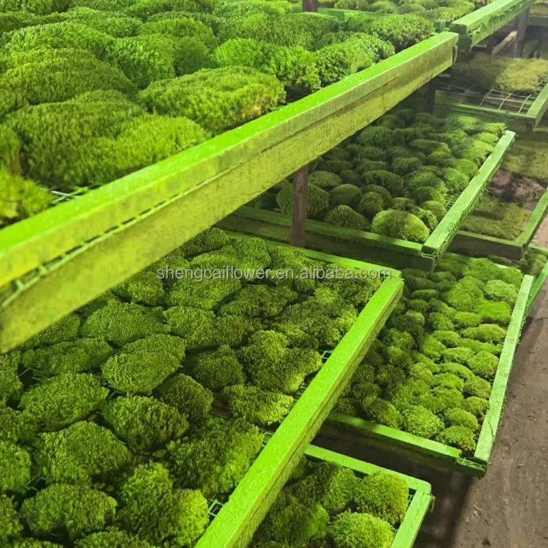 Wholesale Friendly Natural Artificial Moss Stabilized Preserved Pole Moss For Home Decoration