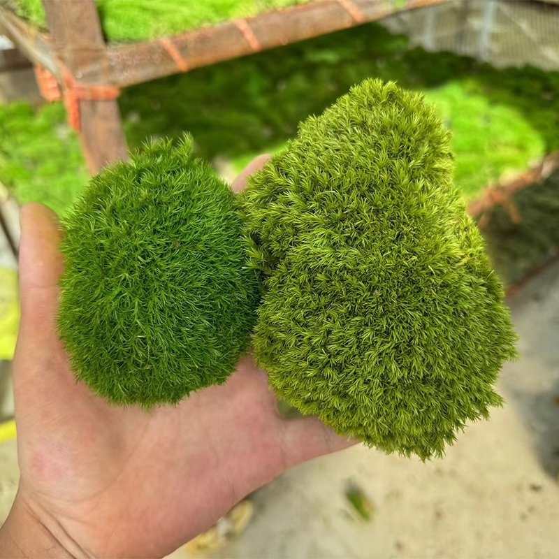 Wholesale Friendly Natural Artificial Moss Stabilized Preserved Pole Moss For Home Decoration