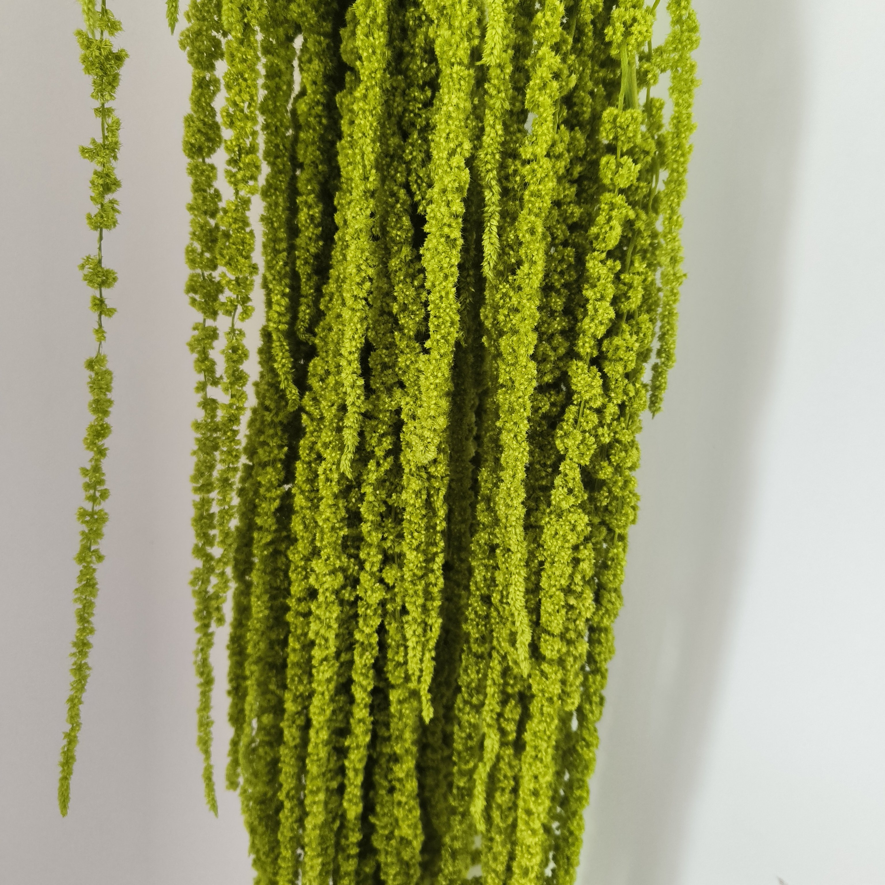 preserved flowers plants amaranth preserved red black green amaranthus dried white hanging amaranthus flower for wedding decor