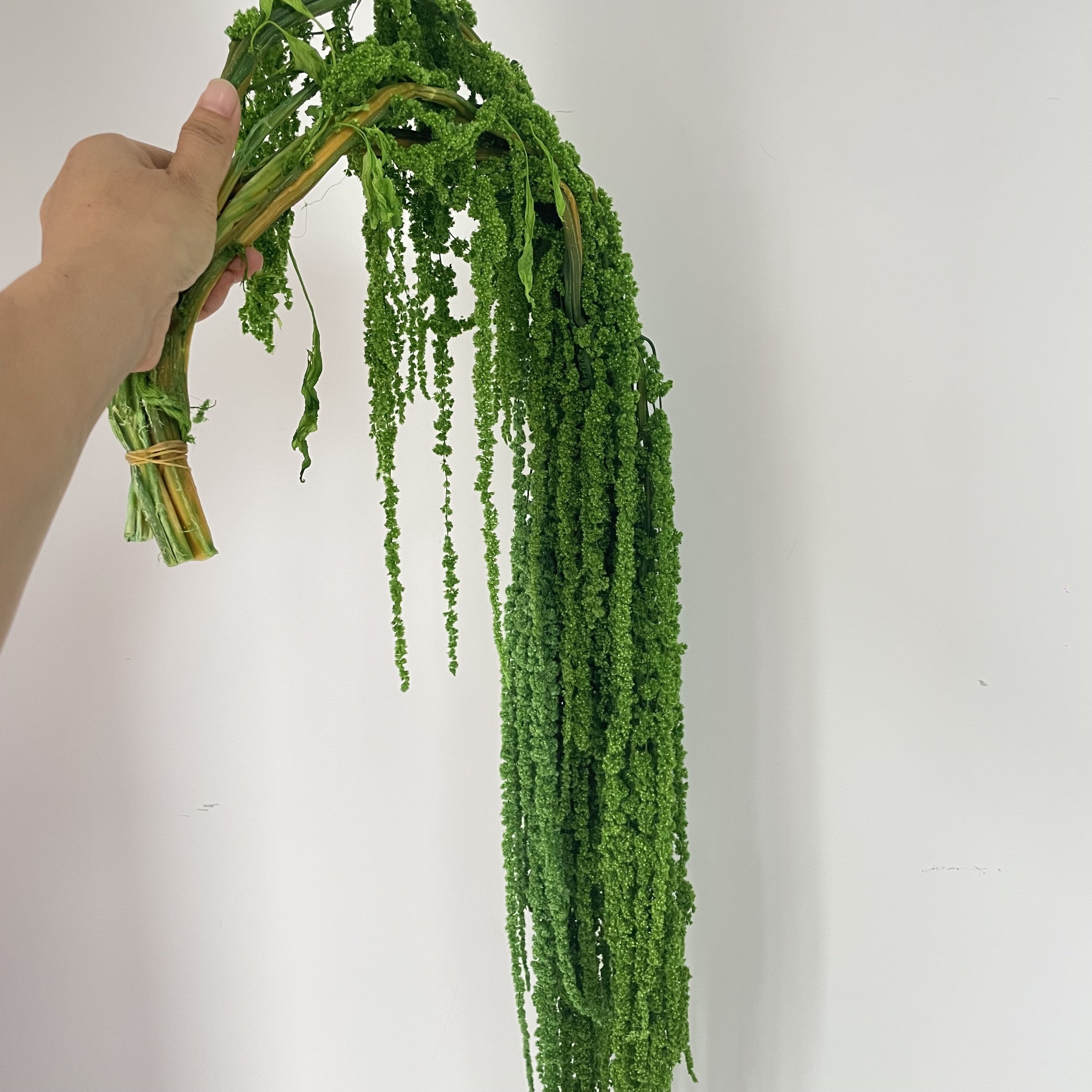preserved flowers plants amaranth preserved red black green amaranthus dried white hanging amaranthus flower for wedding decor