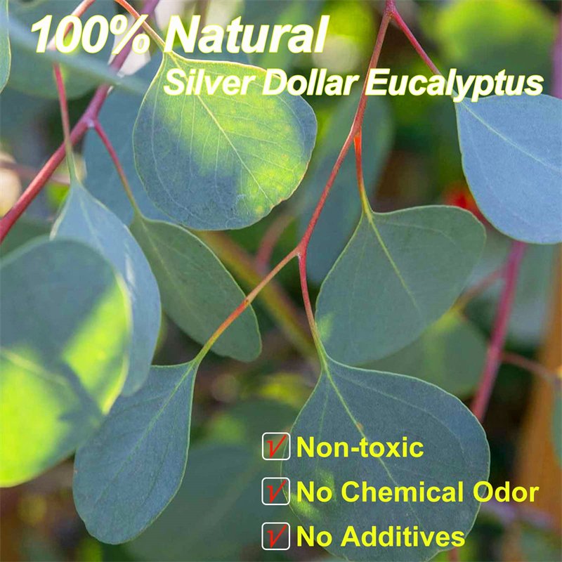100g Preserved Apple Eucalyptus Leaf Branches Leaves Office Christmas Decoration High Quality Garden Plants
