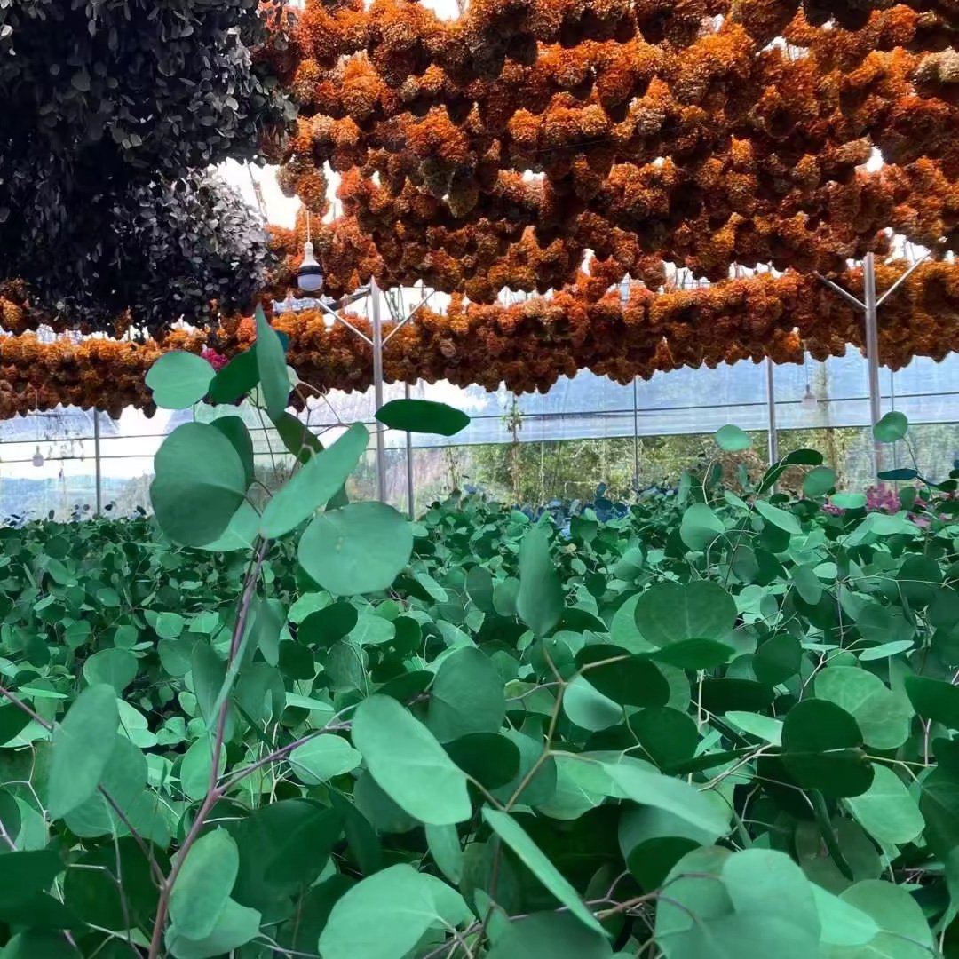 100g Preserved Apple Eucalyptus Leaf Branches Leaves Office Christmas Decoration High Quality Garden Plants