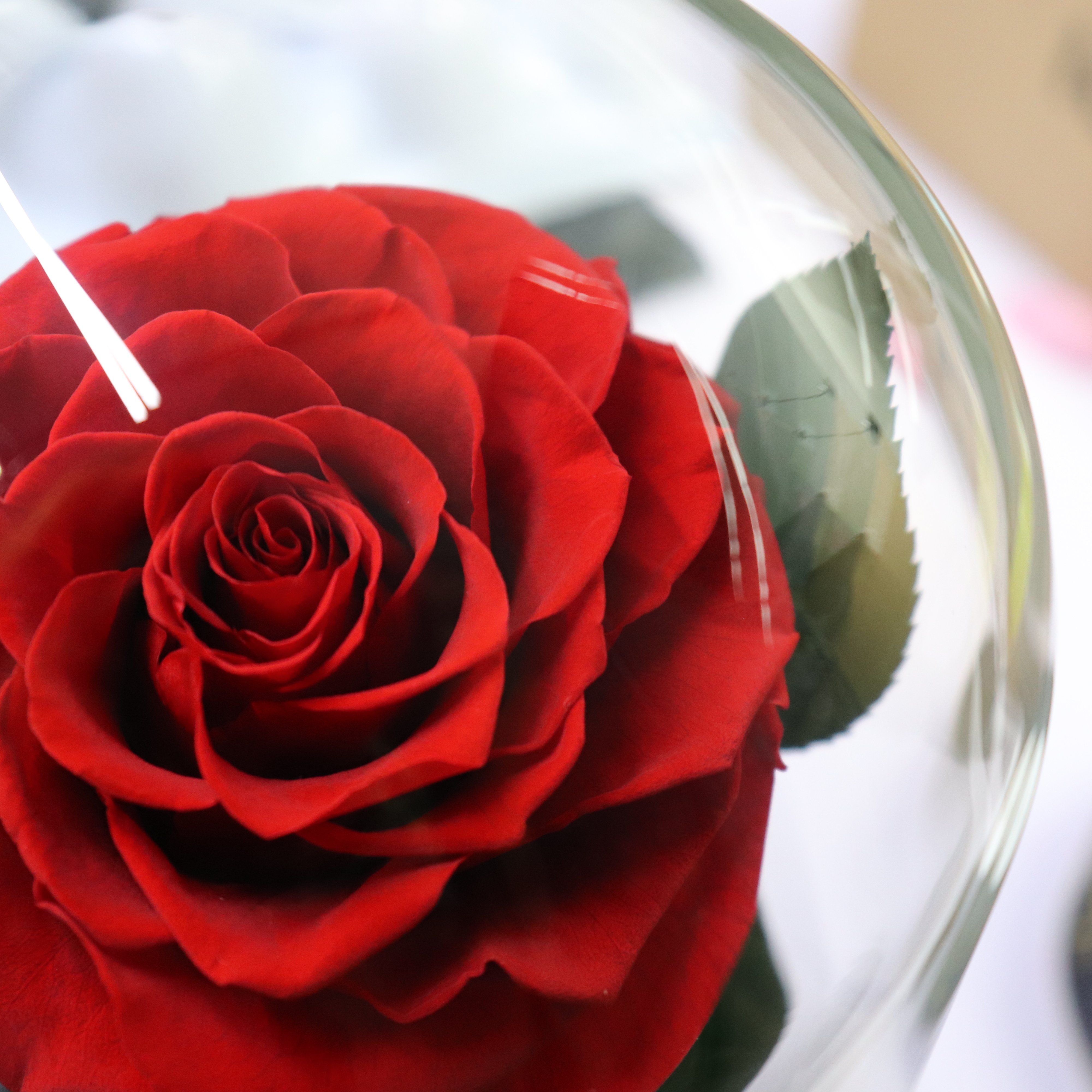 Factory Directly Supply Preserved Flower Packaging Box Preserved Flower Souvenir Gift Preserved Rose With Glass Dome for Gifts