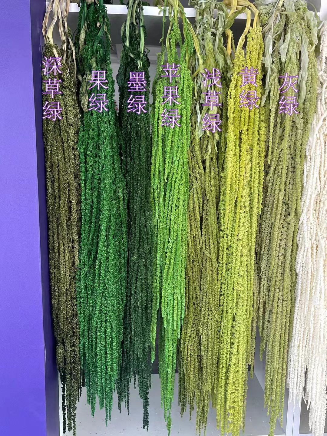 Wedding decoration white flower preserved amaranthus hanging amaranthus caudatus preserved Lover's tear flower