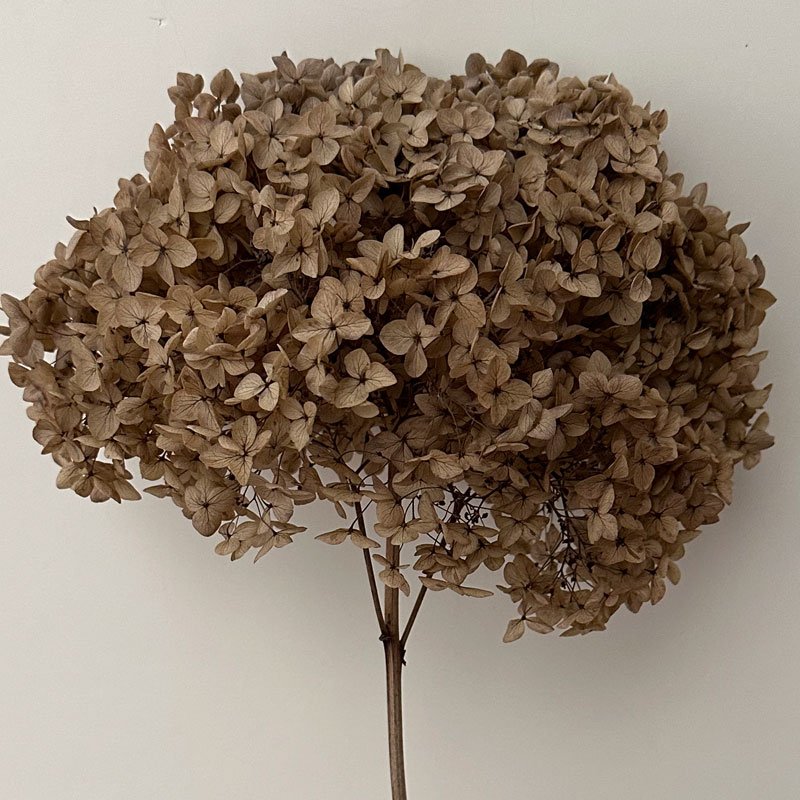 Multi Color Hot Selling Anna Preserved Hydrangea Flowers With Stem 20cm White Hydrangea For Wedding Decoration