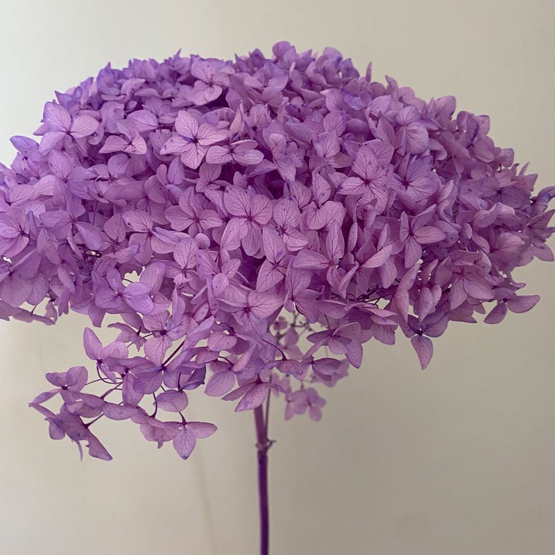 Multi Color Hot Selling Anna Preserved Hydrangea Flowers With Stem 20cm White Hydrangea For Wedding Decoration