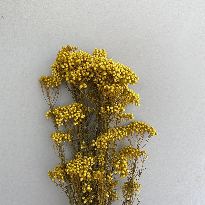 Immortal Rice Flower for Living Room Decoration Australia's Special Glass Flower Head for Valentine's Day Celebration