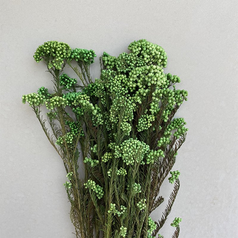 Immortal Rice Flower for Living Room Decoration Australia's Special Glass Flower Head for Valentine's Day Celebration