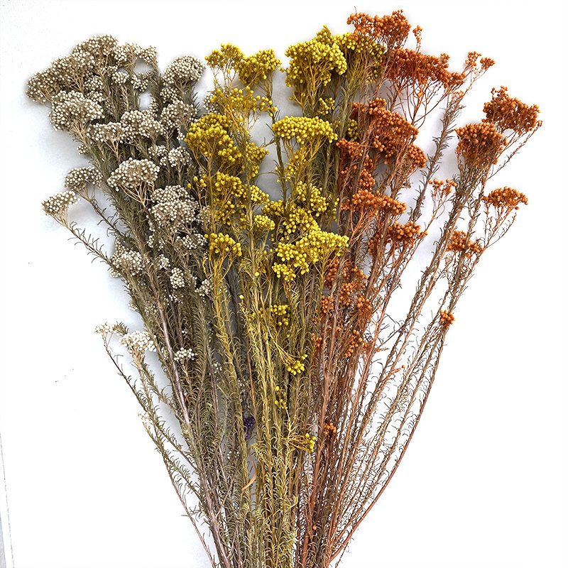 Immortal Rice Flower for Living Room Decoration Australia's Special Glass Flower Head for Valentine's Day Celebration