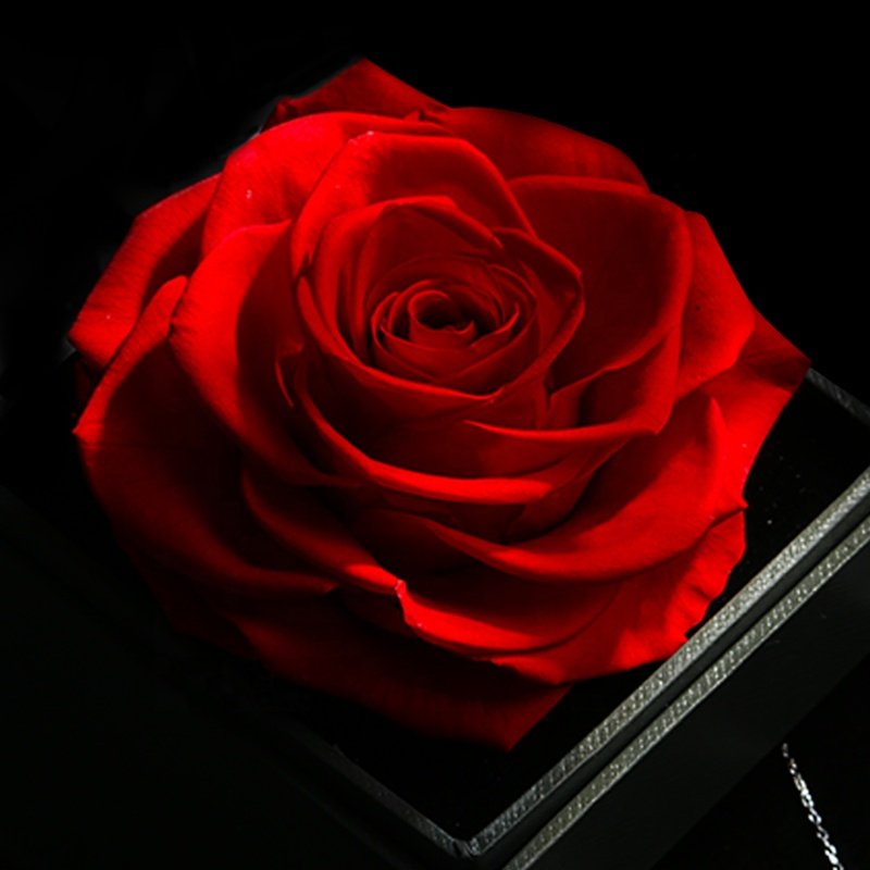 Preserved flower preserved rose exquisite eternal flower in acrylic jewelry box for valentine's gift