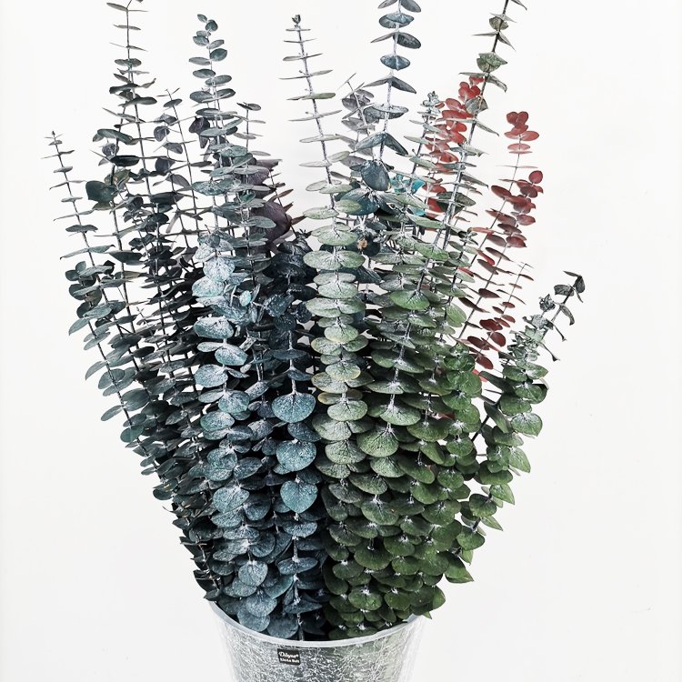 SumFlora Wholesale Beautiful flower preserved eucalyptus leaves for home decoration window display wedding flower
