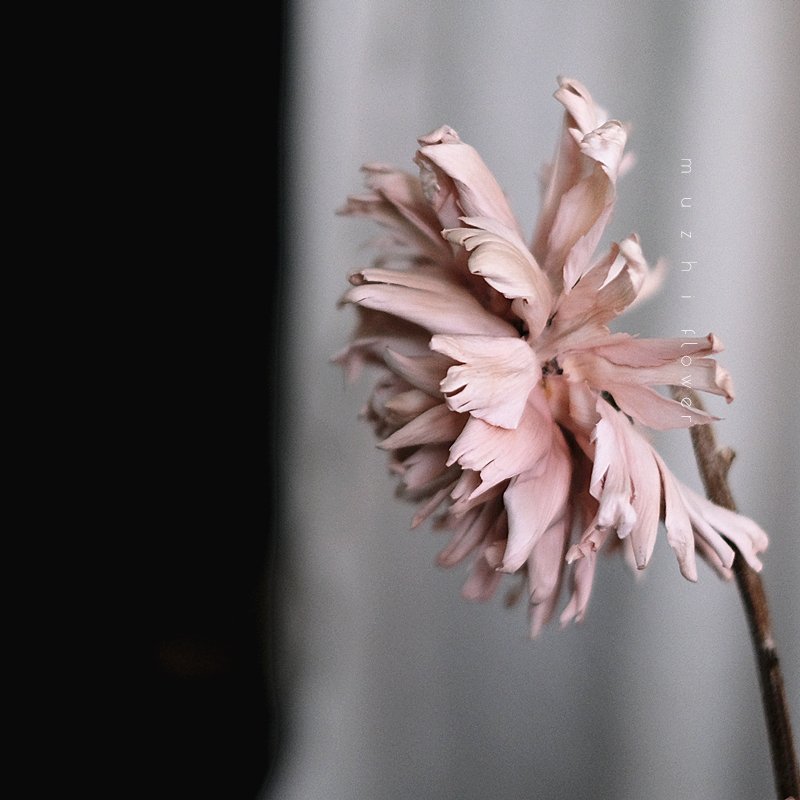 High Quality Dried Flowers wholesale Home Decoration Hand made preserved flowers Big Peony Christmas New Year Party Weddings