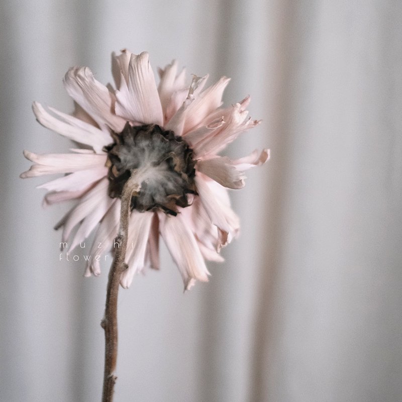 High Quality Dried Flowers wholesale Home Decoration Hand made preserved flowers Big Peony Christmas New Year Party Weddings