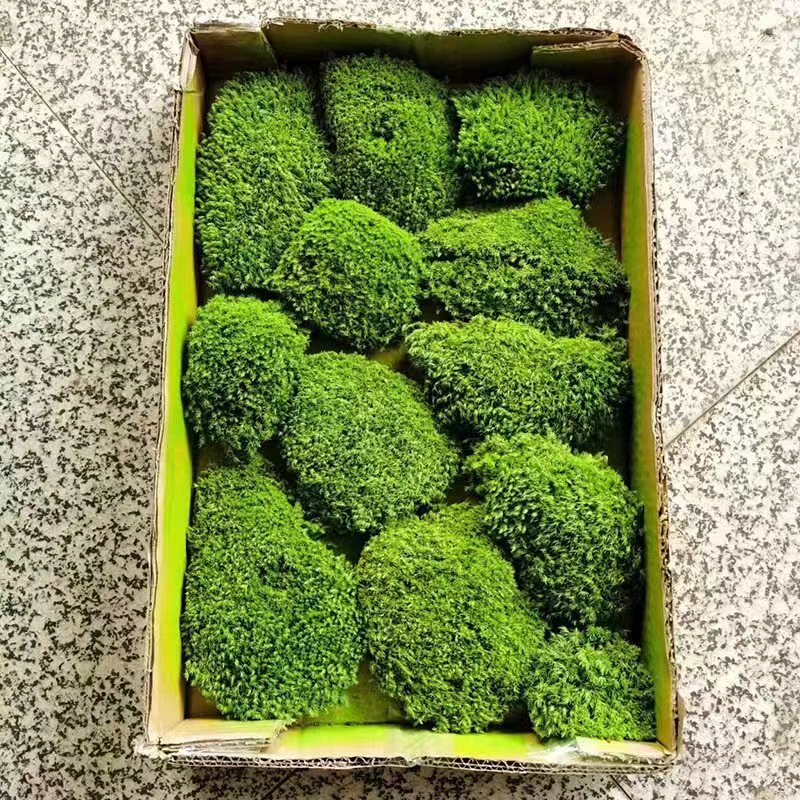 Wholesale Eco-Friendly New Idea Stabilized Preserved Pole Moss Home Decoration Christmas Graduation Easter Eucalyptus Cotton
