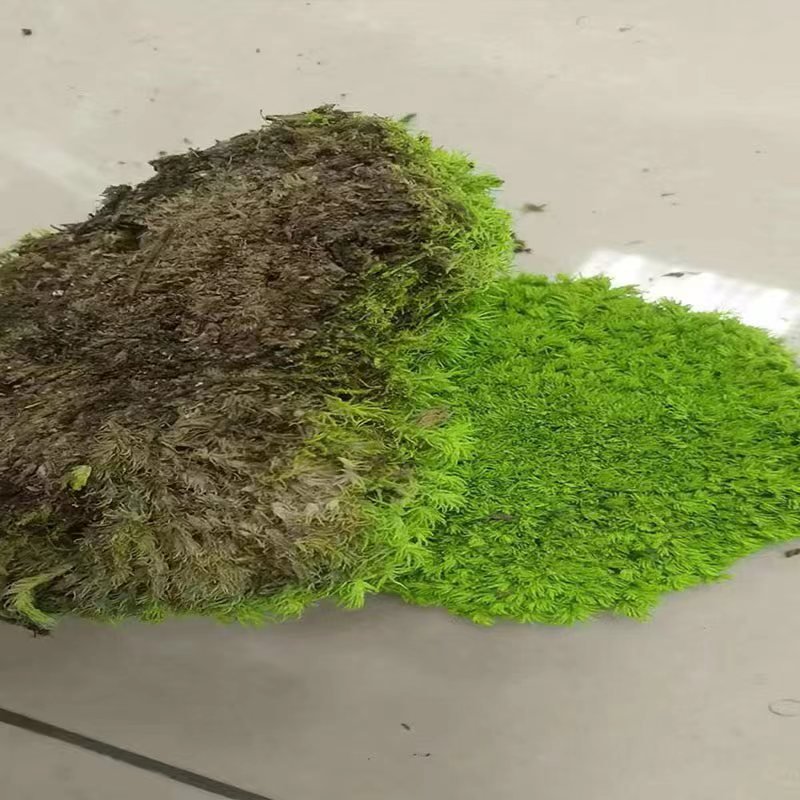 Wholesale Eco-Friendly New Idea Stabilized Preserved Pole Moss Home Decoration Christmas Graduation Easter Eucalyptus Cotton