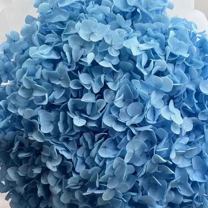 More than 20 cm Big Head Natural Dried Hydrangea Flowers Beautiful Real Preserved Plants with Pole from Yunnan