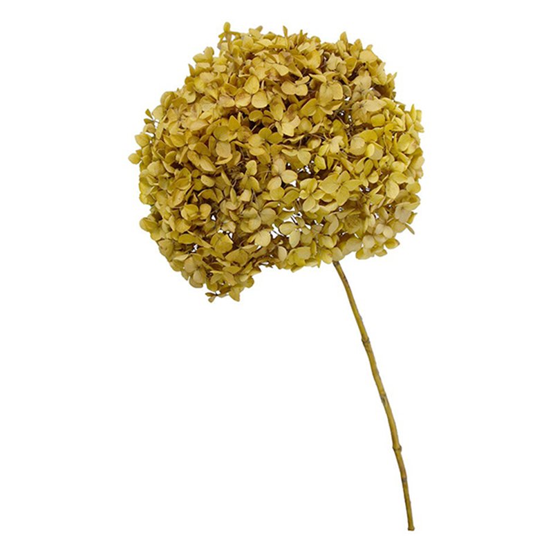 More than 20 cm Big Head Natural Dried Hydrangea Flowers Beautiful Real Preserved Plants with Pole from Yunnan