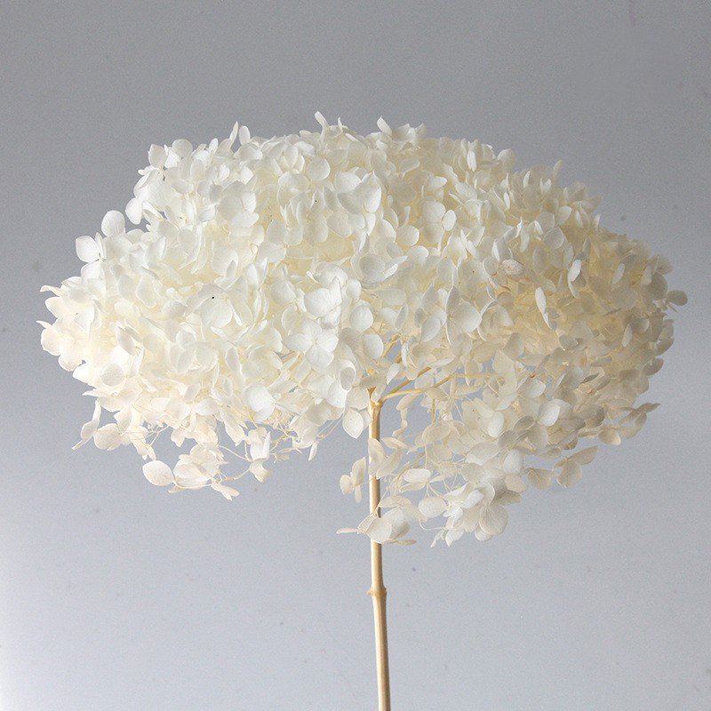 More than 20 cm Big Head Natural Dried Hydrangea Flowers Beautiful Real Preserved Plants with Pole from Yunnan