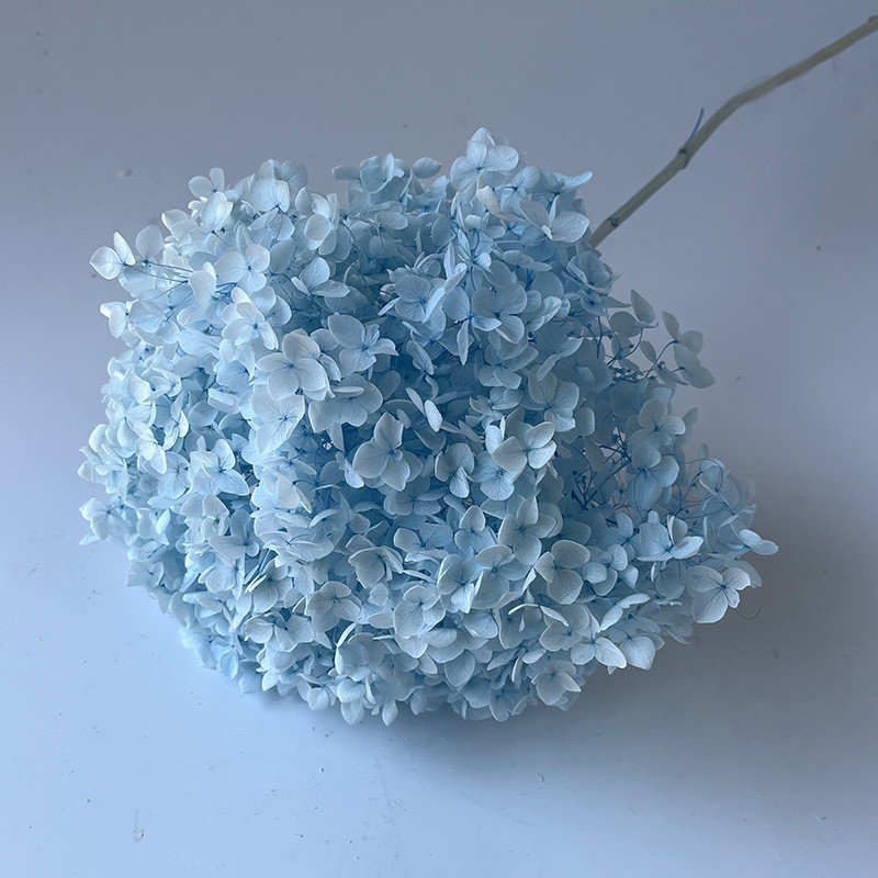 More than 20 cm Big Head Natural Dried Hydrangea Flowers Beautiful Real Preserved Plants with Pole from Yunnan