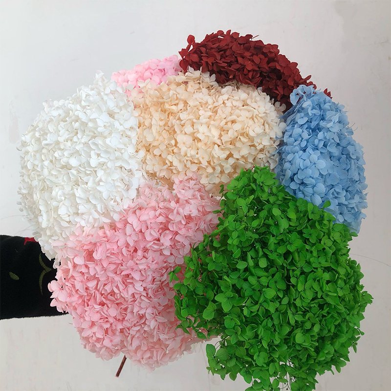 More than 20 cm Big Head Natural Dried Hydrangea Flowers Beautiful Real Preserved Plants with Pole from Yunnan