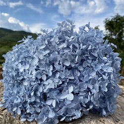 Royalblue