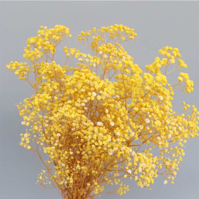 Yunnan Customized Color Baby's Breath Flowers Dried Gypsophila Flower DIY Floral Bouquets Celebration Arrangement Wedding