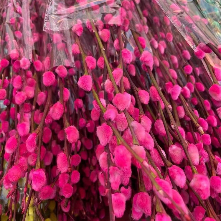 High Quality U-3341 Home Decoration Preserved Flowers Plants Pussy Willow Red Salix Silver Willow