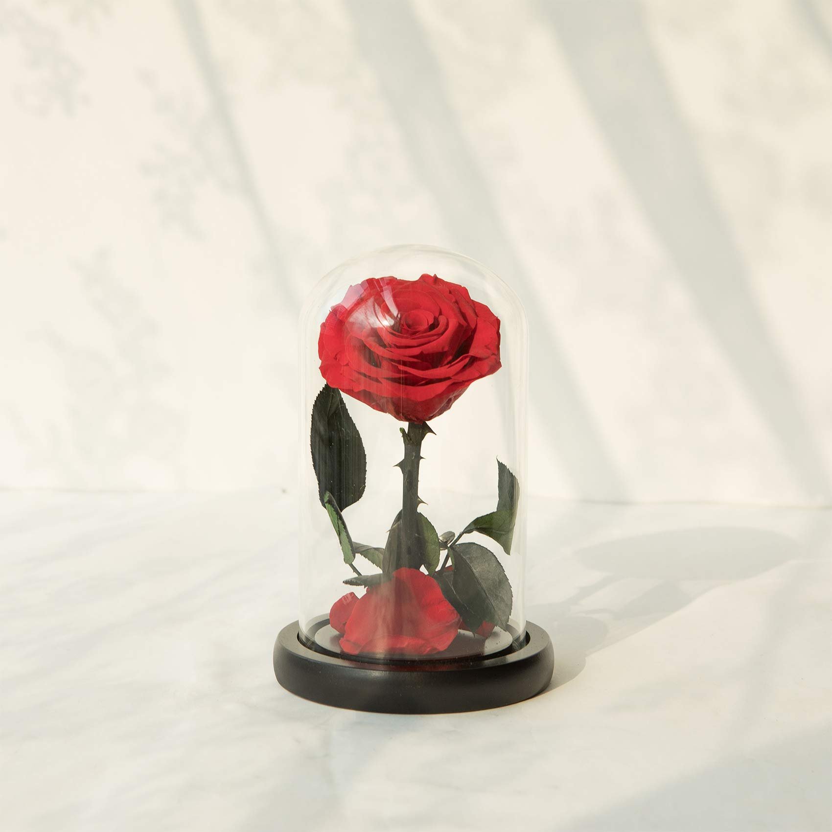 Dark Purple Real Rose Preserved Glass Wooden Base Versatile Christmas Valentine's Day Graduation New Year Easter Mother's Day