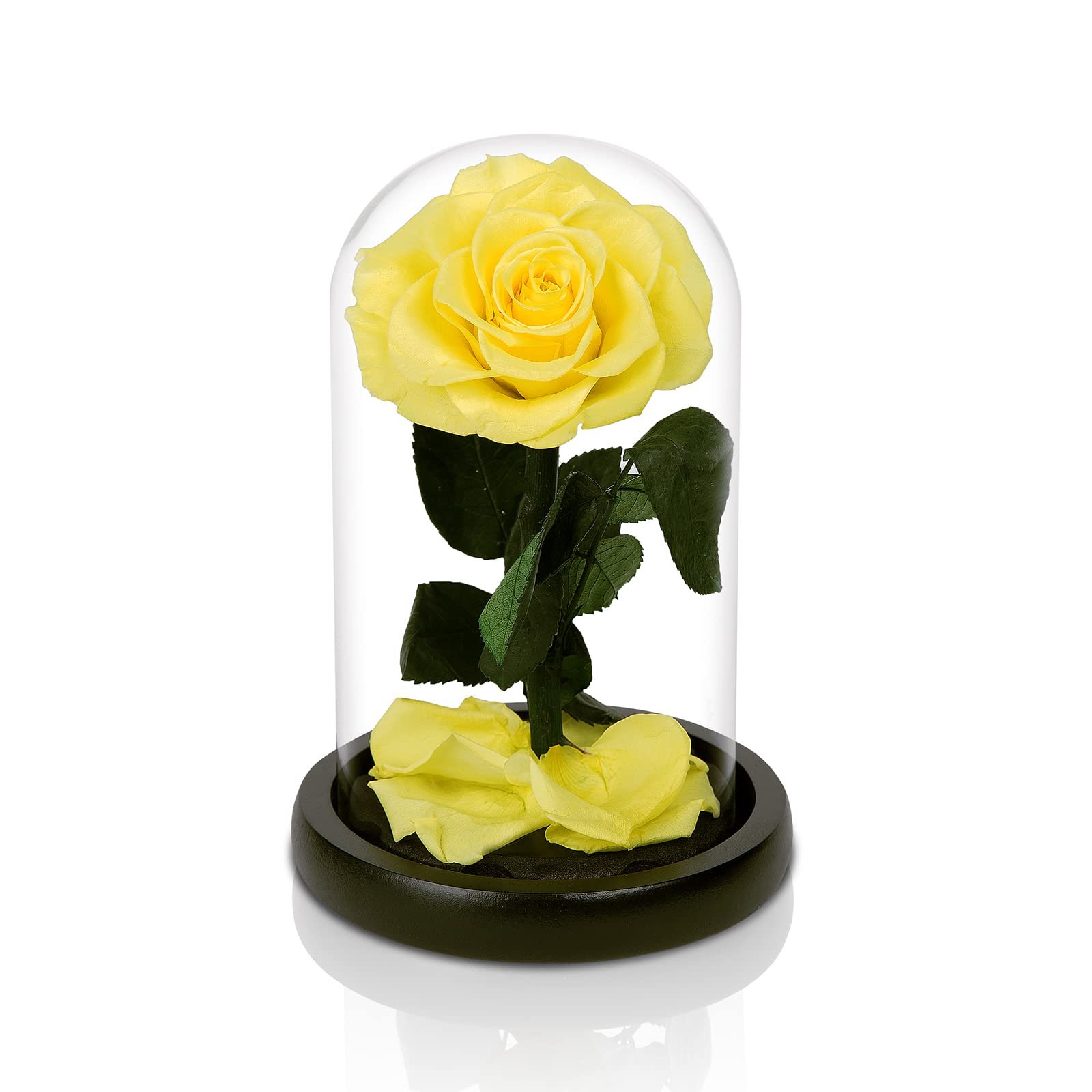 Dark Purple Real Rose Preserved Glass Wooden Base Versatile Christmas Valentine's Day Graduation New Year Easter Mother's Day