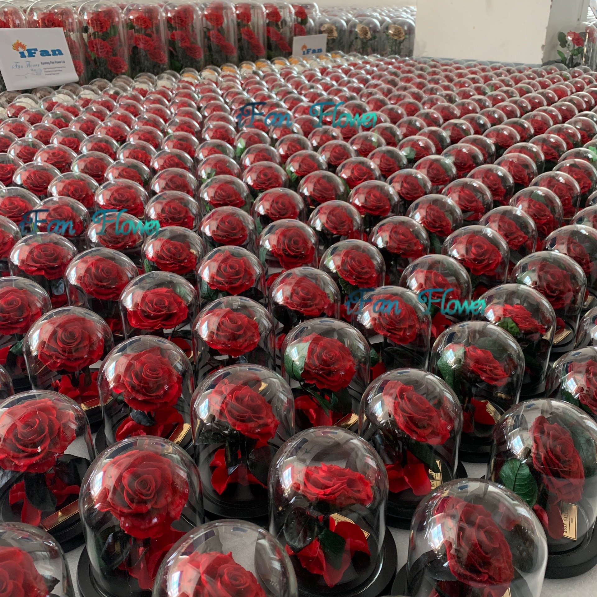 Japan factory iFan Flower preserved real rose flower in glass dome best quality