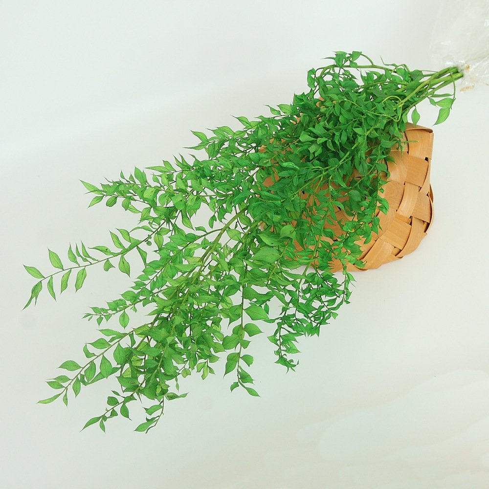 Yunnan 2023 most popular dried ruscus preserved Flower Decorative Flowers for Home Decoration