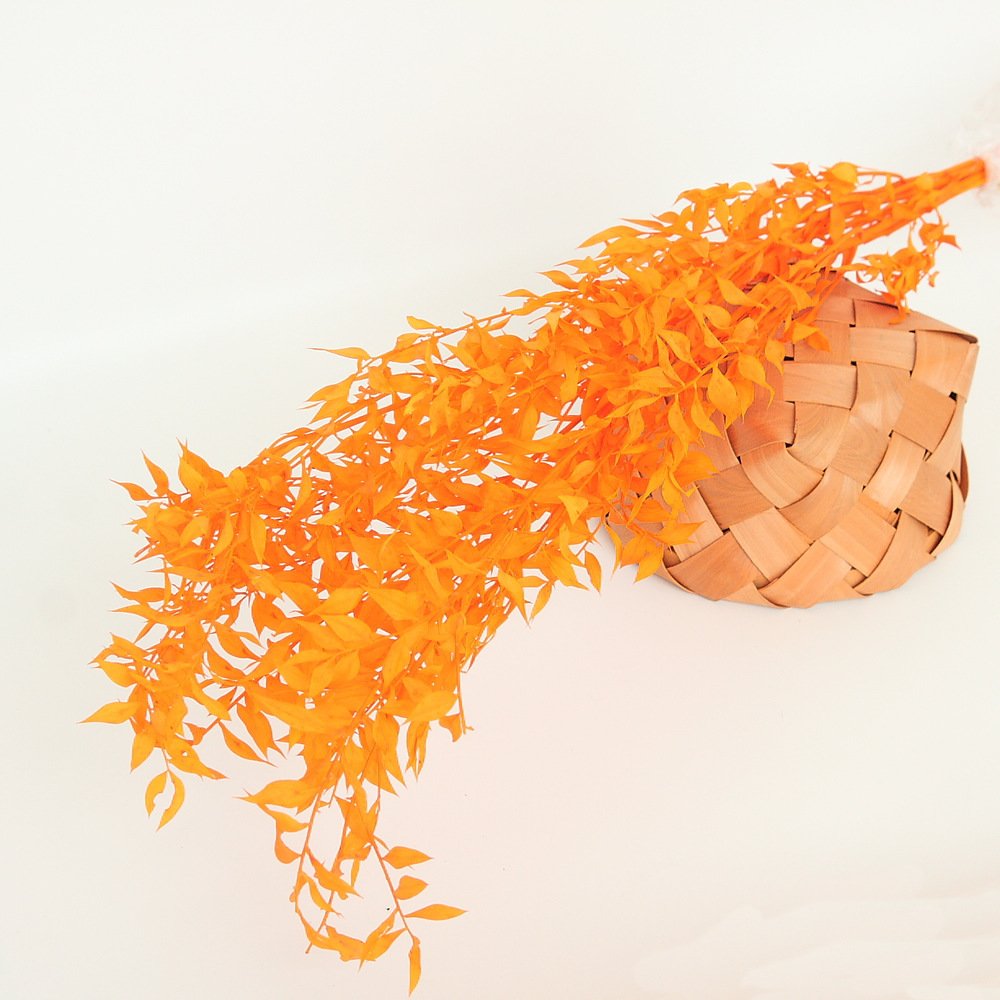 Yunnan 2023 most popular dried ruscus preserved Flower Decorative Flowers for Home Decoration