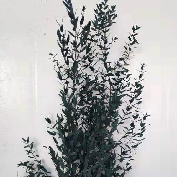 Natural Preserved Eucalyptus Tenuifolia Vase Arrangement Fresh Flower Room Decoration for Graduation Valentine's Day Christmas