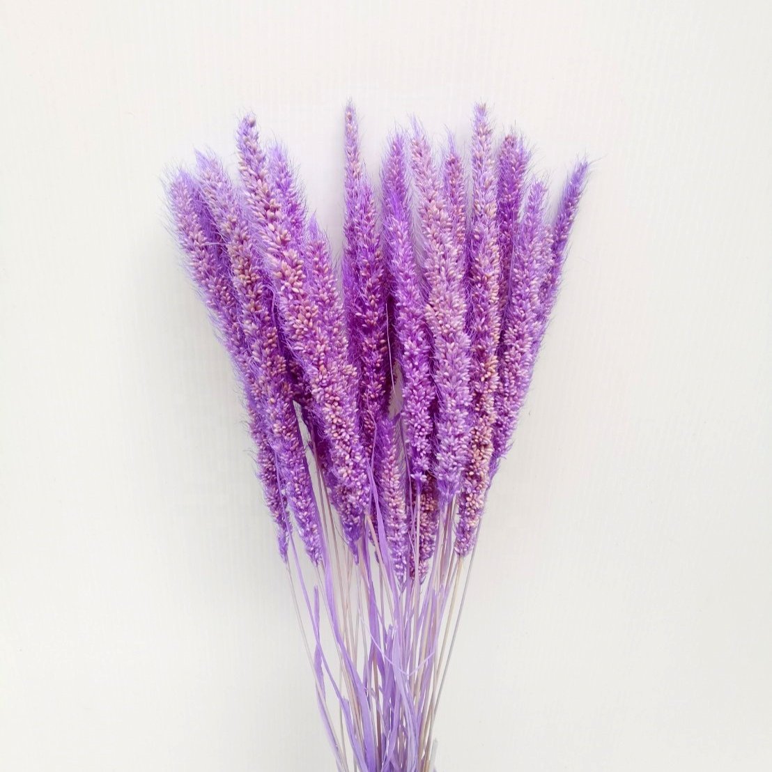 Wholesale Natural Preserved Flowers And Plants Dried Setaria Natural and Colored for Decoration