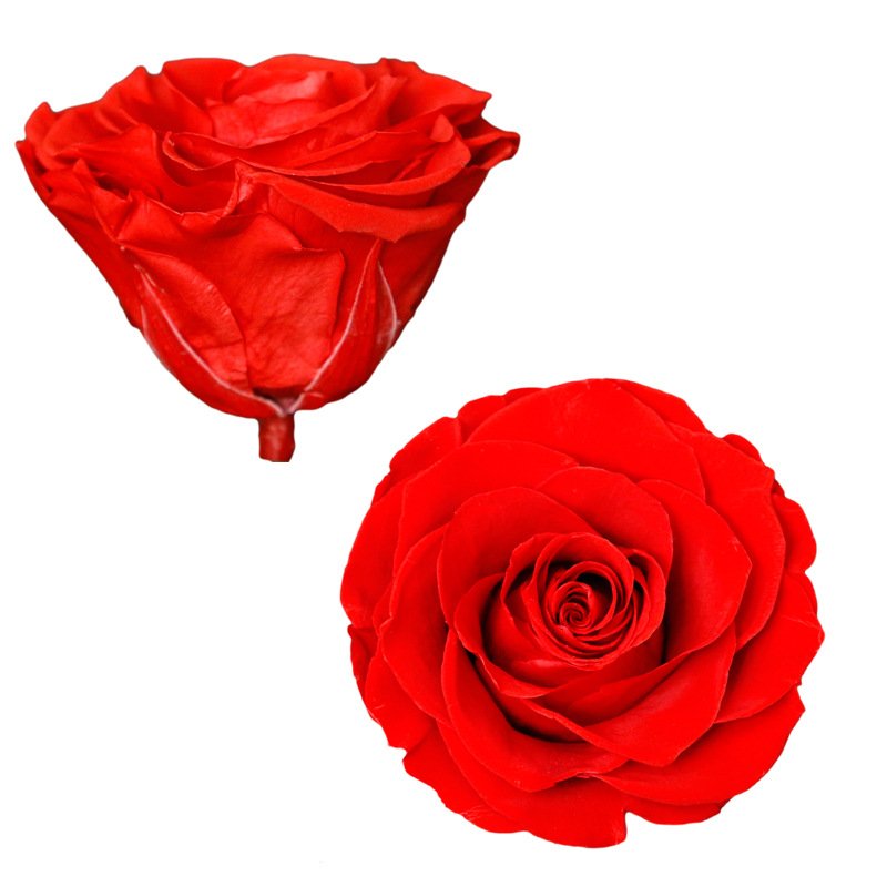 Preserved Rose Flowers Immortal Rose 7-8CM Diameter DIY Wedding Eternal Life Flower Material Gift Preserved Real Roses Wholesale