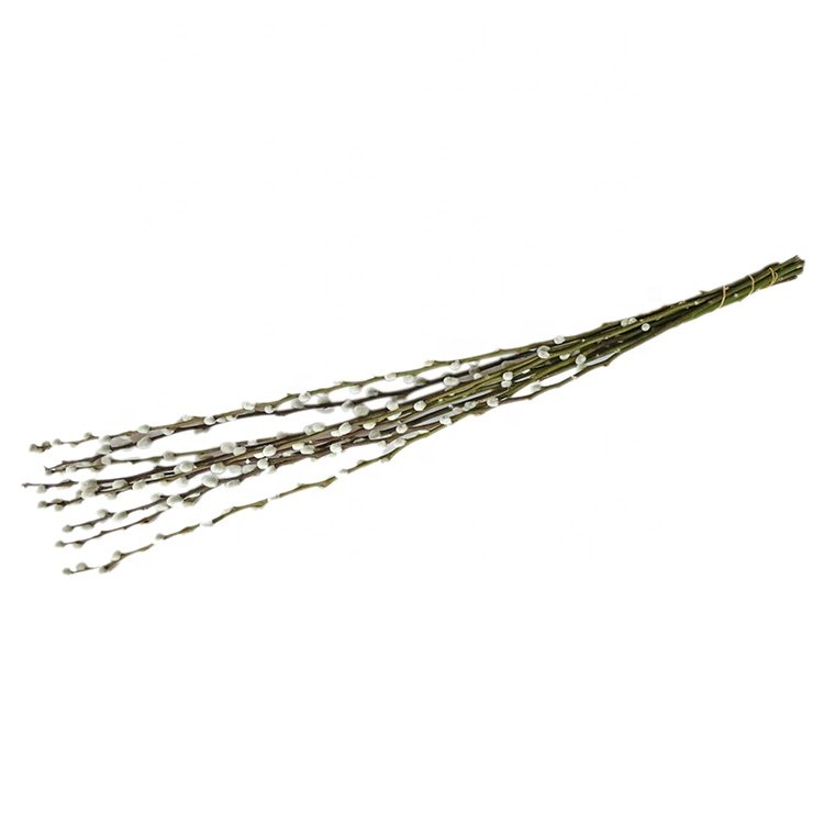 New Arrival New Year Cerebration Preserved Flowers and Plants Salix Argyracea Preserved Silver Willow