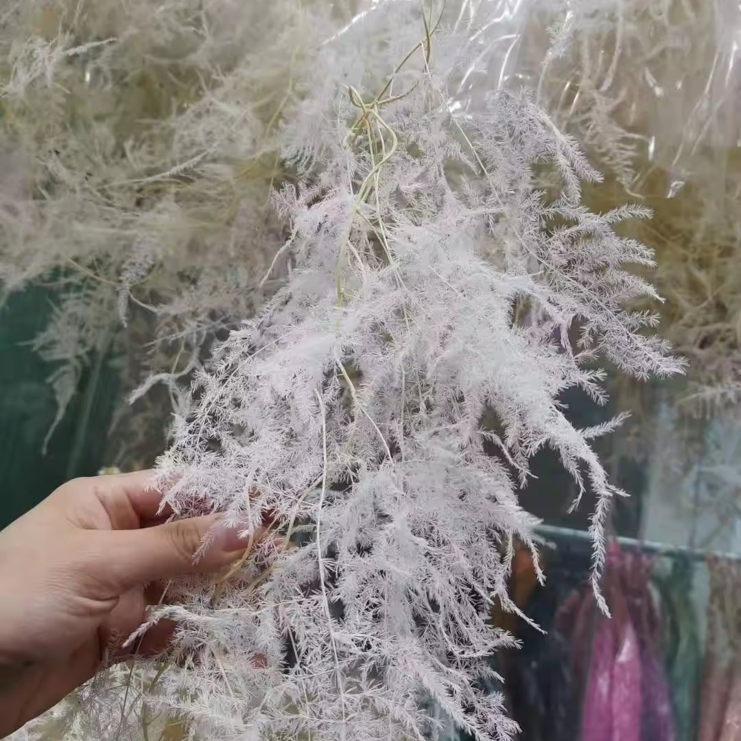 Hot Sale Natural Real White Pink Blue Red Preserved Flower Bouquet Asparagus Fern For Wedding Home Decoration